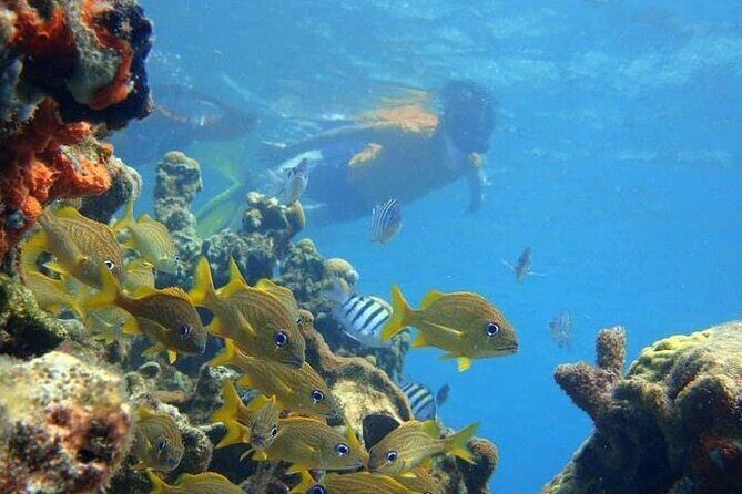 5 islands tour to rosario Islands with snorkeling activity! - Cholón: party island energy on the water (and why that matters)