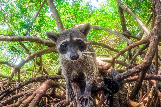 Adventure full day Isla Barú + Mangroves + Snorkel + bioluminescent plankton - The big picture: what this Barú day really feels like