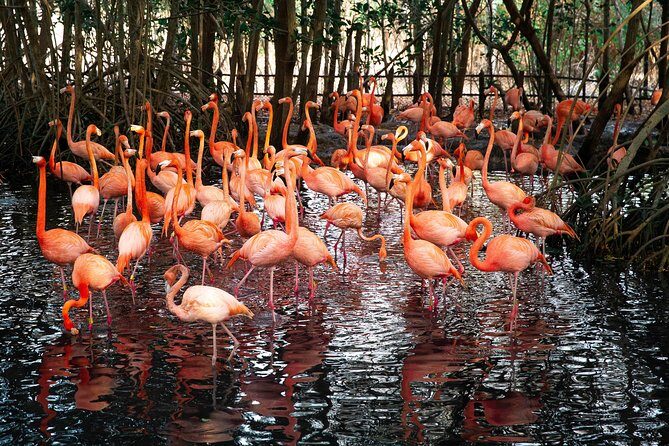 Aviario Nacional Including Playa Blanca Shared Tour - What the day feels like: timing, pacing, and group vibe