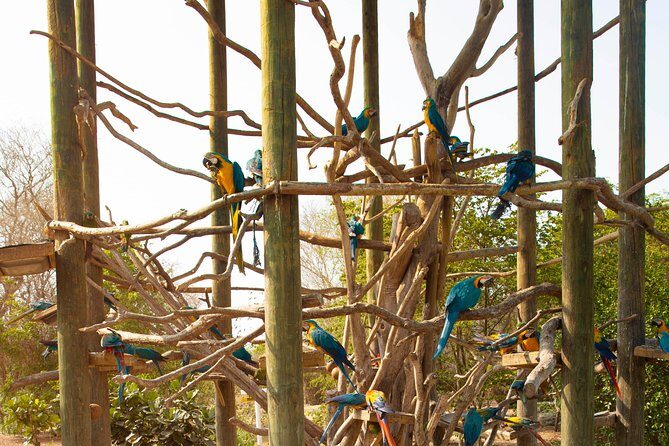 Aviario Nacional Including Playa Blanca Shared Tour - Playa Blanca on Barú: lunch first, then ocean time