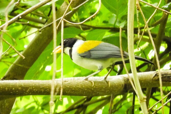 Birdwatching in a private nature reserve - Price and Value: $358 for a Group Up to 2