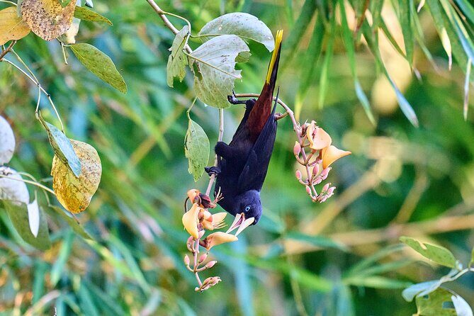 Birdwatching in a private nature reserve - Meet Luis: What an Attentive Guide Changes in Birdwatching