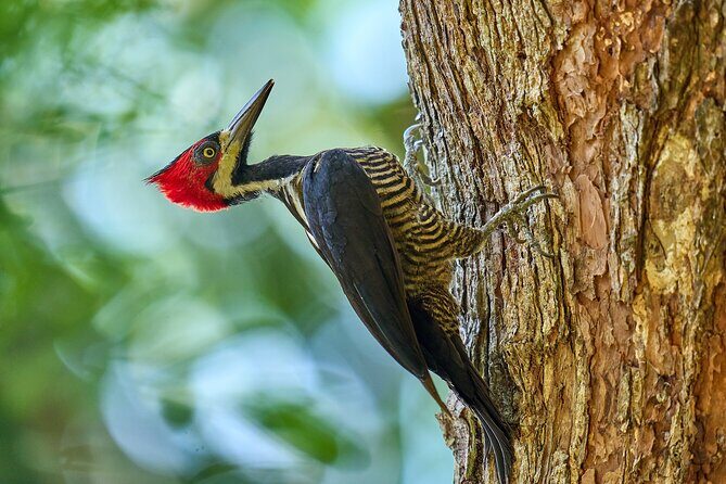 Birdwatching in a private nature reserve - Who Should Book This (And Who Might Want to Rethink It)