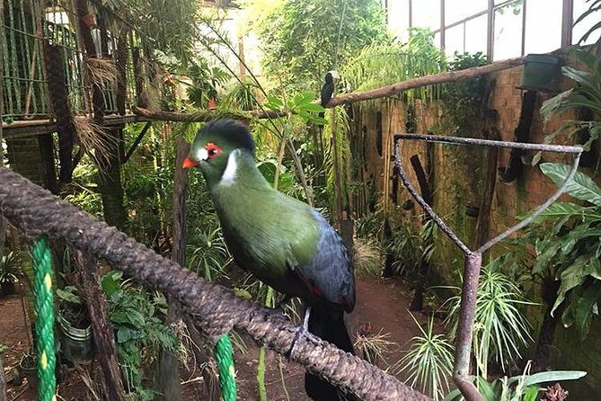 Birdwatching National Aviary Cartagena de Indias - Meeting at Torre del Reloj: Getting There for an 8:00 AM Start