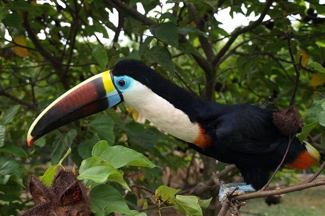 Birdwatching National Aviary Cartagena de Indias - The Aviary’s Rehab Mission: Why It Makes the Visit Meaningful