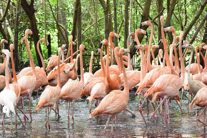 Birdwatching National Aviary Cartagena de Indias - The Bird Show Moment: Questions, Feeding Cues, and Fly-Ins