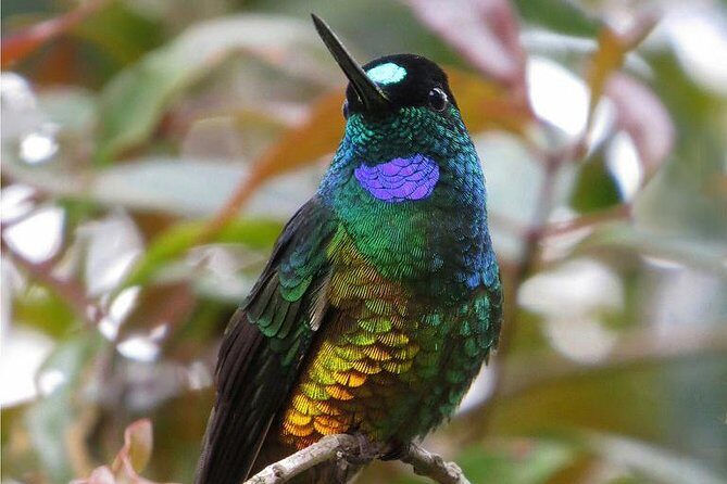 Birdwatching National Aviary Cartagena de Indias - Heat, Shade, and the Bug Spray Rule (Read This Before You Go)