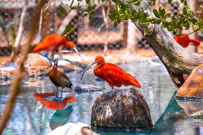 Birdwatching National Aviary Cartagena de Indias - Who This Tour Fits Best (and Who Might Skip It)