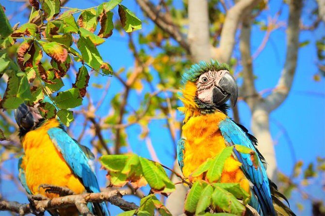 Birdwatching National Aviary Cartagena de Indias - How the 2-Hour Birdwatching Block Actually Feels