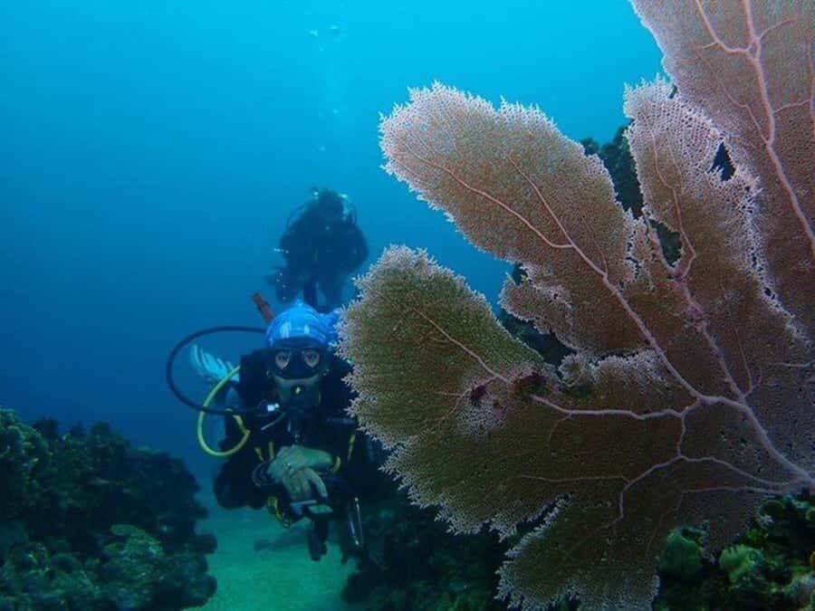 Cartagena: 2 Tanks Dive Plan For CERTIFIED DIVERS - Barú and Salmedina: How Conditions Decide Your Exact Spots