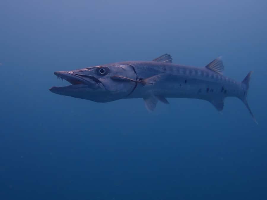 Cartagena: 2 Tanks Dive Plan For CERTIFIED DIVERS - What the Boat Time Feels Like Between Sessions