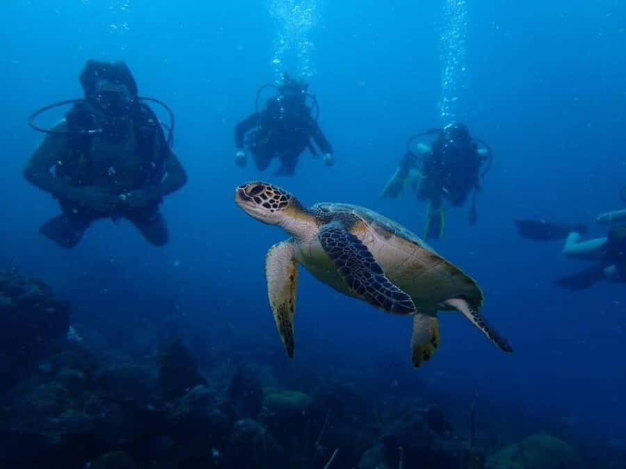 Cartagena: 2 Tanks Dive Plan For CERTIFIED DIVERS - Two Underwater Sessions for Certified Scuba Divers