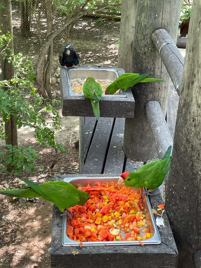 Cartagena: Aviary National Park Tour with Hotel Pickup - Hotel Pickup to Aviary: The Comfort That Makes It Easy