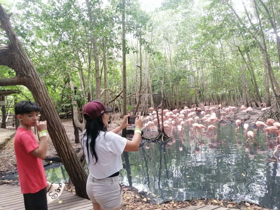 Cartagena: Aviary National Park Tour with Hotel Pickup - The Walk Through the Park: How to Pace Your Birding Time