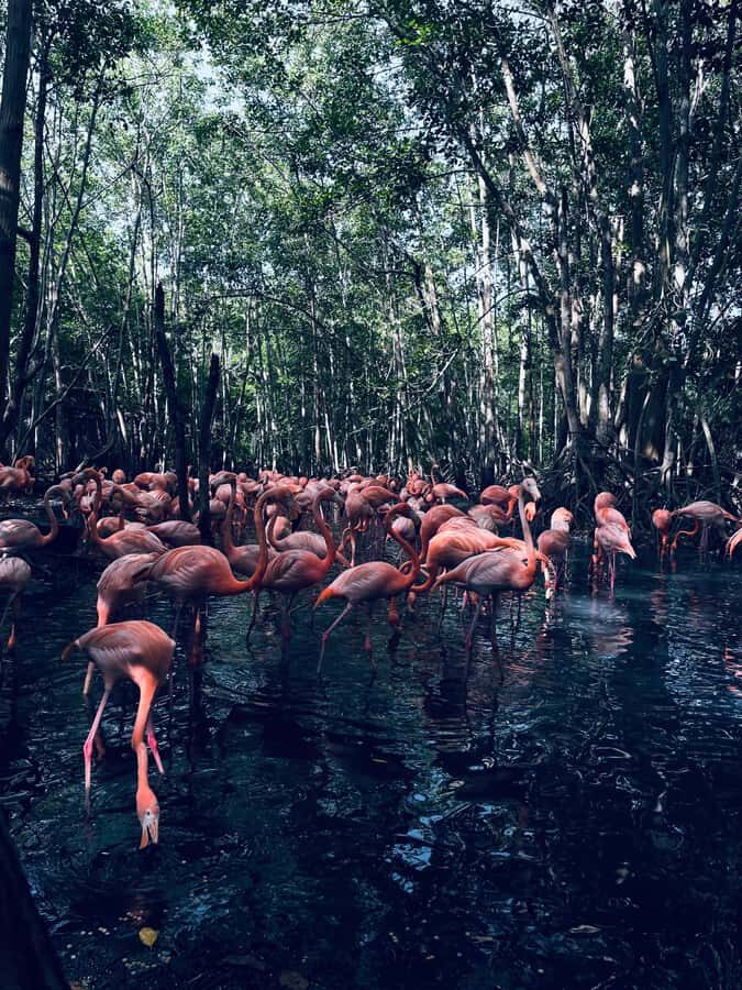 Cartagena: Aviary National Park Tour with Hotel Pickup - Inside the National Aviary: 17 Acres and 135+ Species
