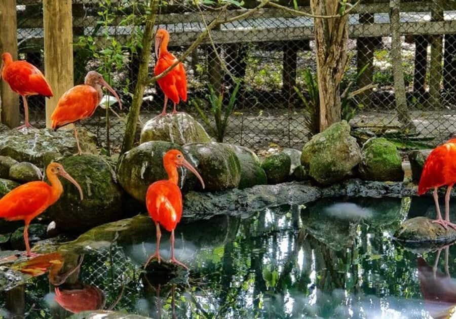 Cartagena: Entrance to the AVIARY with TRANSFER INCLUDED - Why this Aviary + Barú combo makes sense