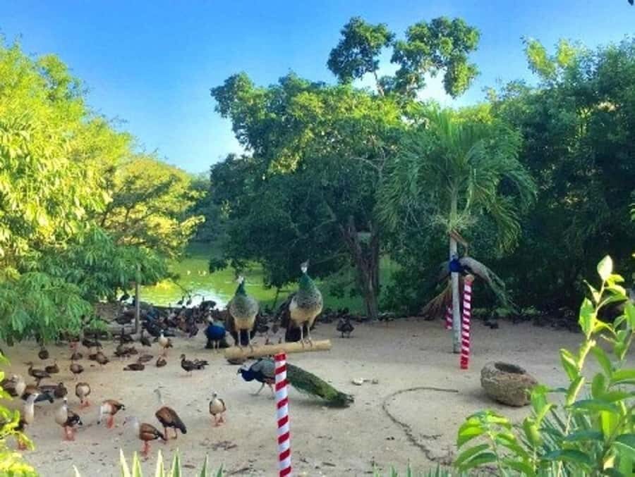 Cartagena: Entrance to the AVIARY with TRANSFER INCLUDED - Who should book this tour, and who might skip it