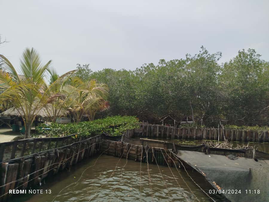Cartagena: FISHERMEN'S ISLAND IN THE MANGROVES by canoe - Flora and fauna spotting without turning it into a checklist