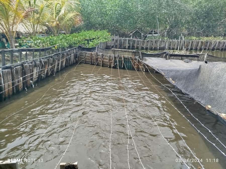 Cartagena: FISHERMEN'S ISLAND IN THE MANGROVES by canoe - How the timing and pickup work (and where people get surprised)