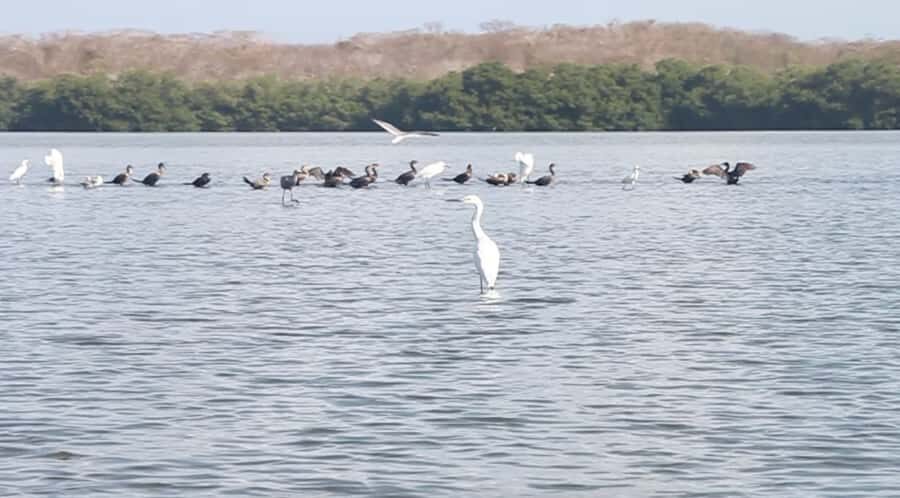 Cartagena Fishing, Crabbing, Birdwatching Experience + Lunch - Why Ciénega de la Virgen Feels Like Another Side of Cartagena