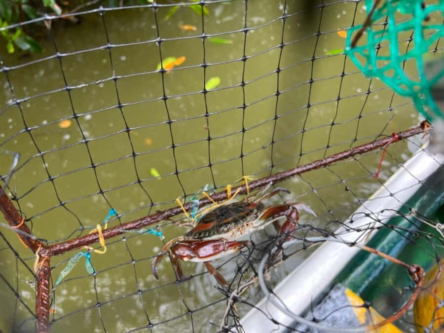 Cartagena Fishing, Crabbing, Birdwatching Experience + Lunch - Canoe Time Through Mangrove Tunnels (and What to Wear)
