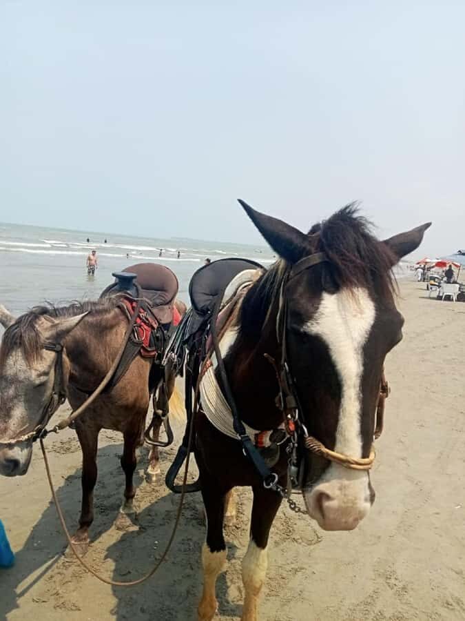 Cartagena: Horse Riding on the Beach with Photos and Lunch - Beach Horseback Riding in Cartagena: What the Experience Feels Like