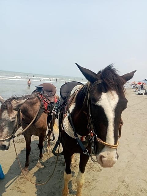 Cartagena: Horse riding on the beaches of Cartagena & PHOTOS - Duration Fit: Best Times to Go and How to Pace Yourself