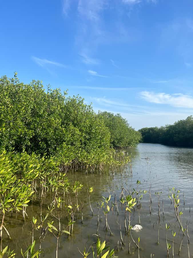 Cartagena: Mangrove Eco Tour & Fishing with Transportation - Price and Value for Cartagena: Is $55 Fair?