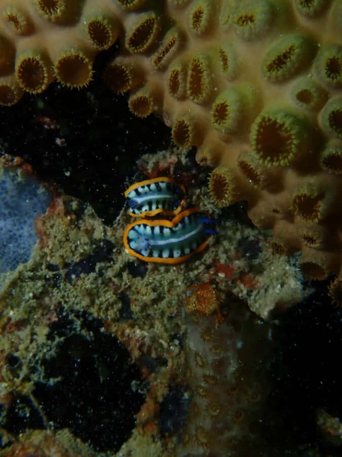 Cartagena: PADI DISCOVER SCUBA / MINICURSO DE BUCEO - Between Sessions: Boat Time, Tropical Fruit Snacks, and Photo-Video Prep
