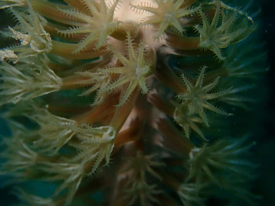 Cartagena: PADI DISCOVER SCUBA / MINICURSO DE BUCEO - Second Underwater Session: Building Confidence and Enjoying the Reef Twice