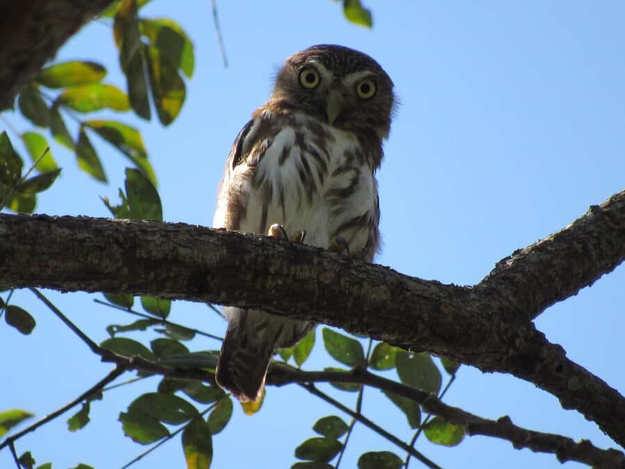 Cartagena: Private Bird-Watching Tour with Breakfast - 5am Pickup: Why This Tour Starts So Early
