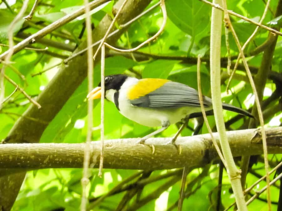 Cartagena: Private Bird-Watching Tour with Breakfast - Who Should Book This Cartagena Bird Tour