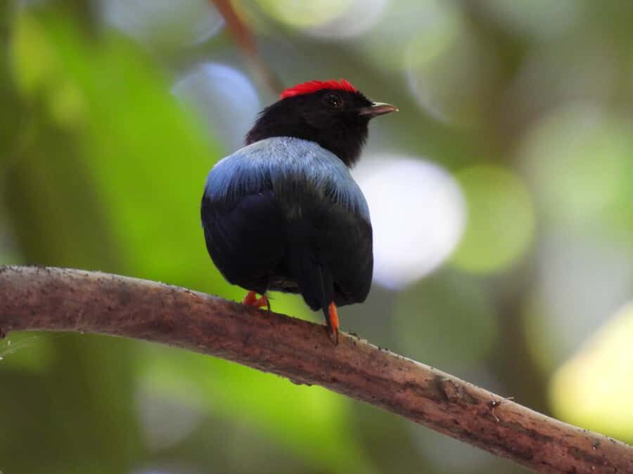 Cartagena: Private Bird-Watching Tour with Breakfast - The 55-Minute Ride Out of Cartagena (And Into a Different World)