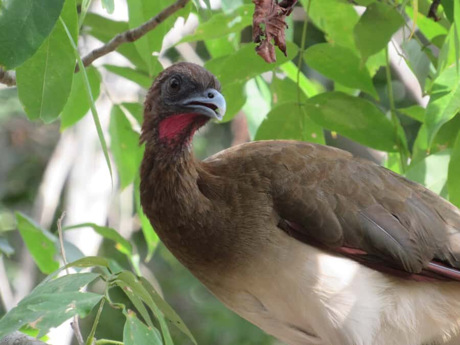 Cartagena: Private Bird-Watching Tour with Breakfast - What You Might See Besides Birds (Monkeys, Sloths, and More)