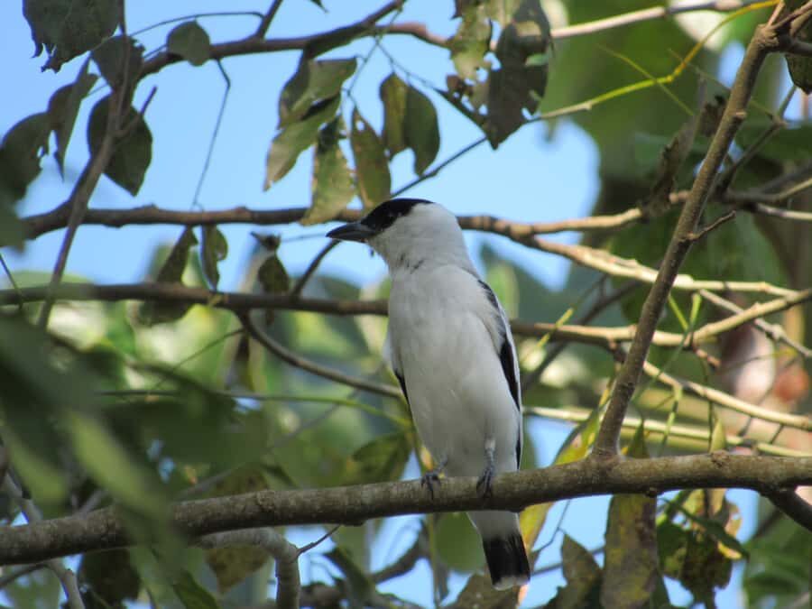 Cartagena: Private Bird-Watching Tour with Breakfast - The Traditional Breakfast Stop: More Than a Meal Break