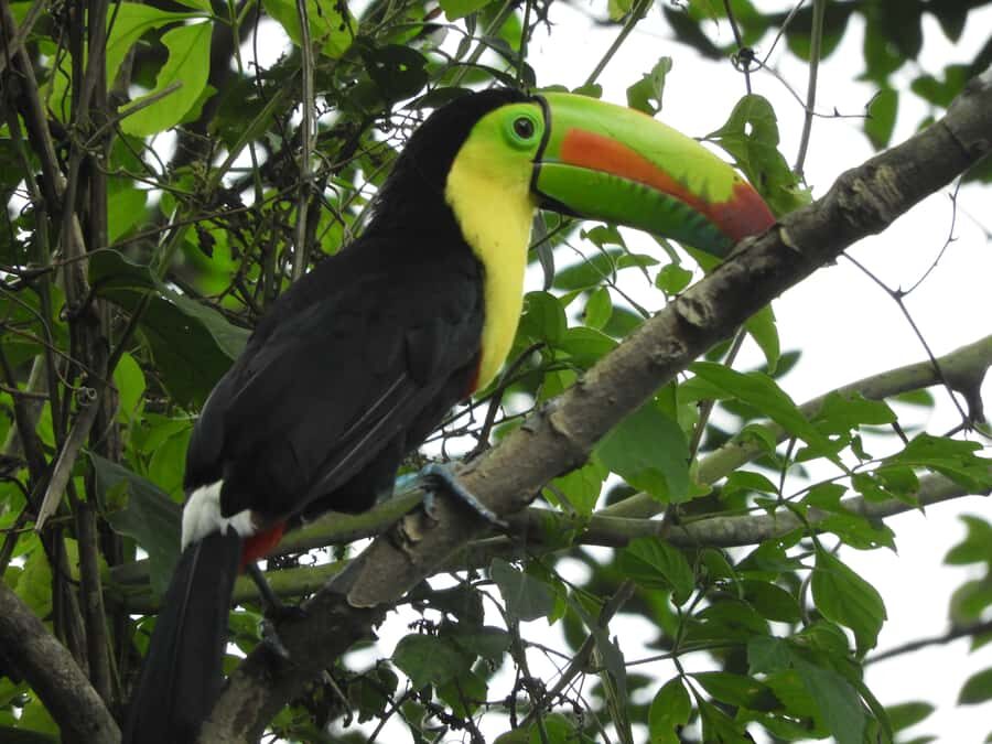Cartagena: Private Bird-Watching Tour with Breakfast - Your Guide Makes the Difference (Luis, Hugo, Valentina, Corri, and Sophie)