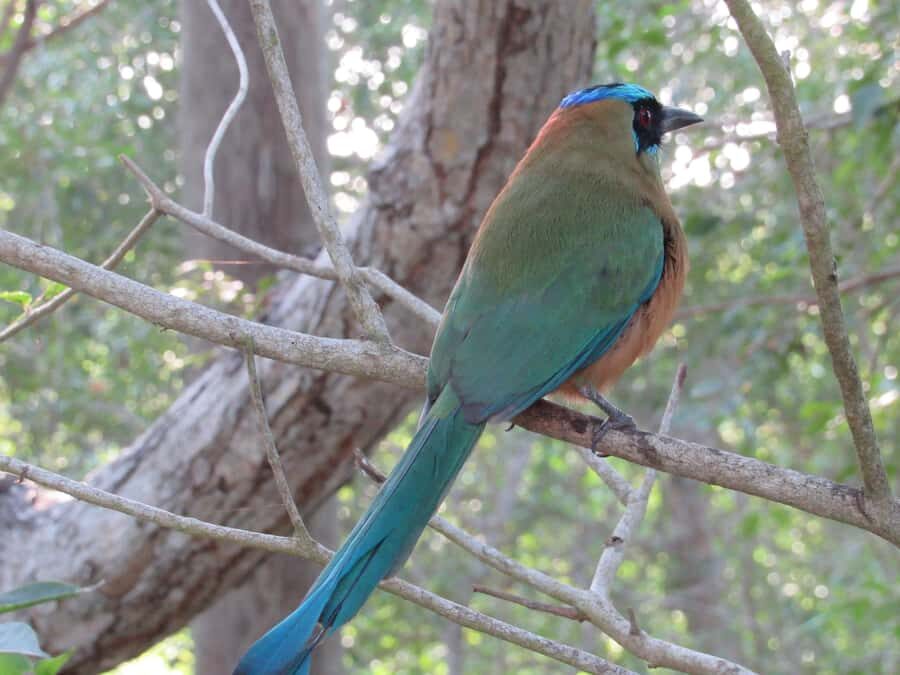 Cartagena: Private Bird-Watching Tour with Breakfast - Pace, Walking, and What to Wear (No Sandals, No Guessing)