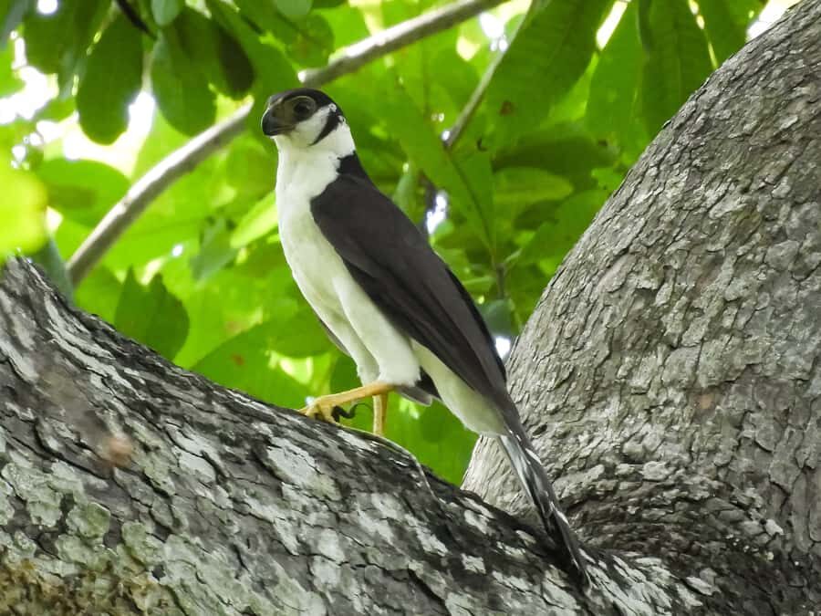 Cartagena: Private Bird-Watching Tour with Breakfast - Price and Value: $338 for Up to Two People