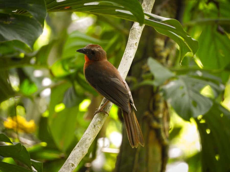 Cartagena: Private Bird-Watching Tour with Breakfast - When Sightings Are Slow: How to Keep the Day Worth It