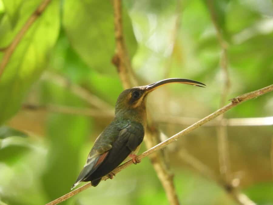 Cartagena: Private Bird-Watching Tour with Breakfast - Tropical Forest and Gallery Forest: How the Reserve Increases Your Bird Odds
