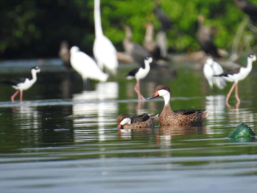 Cartagena: Private Sail in the mangrove GUIDE in ENGLISH - Key things I’d circle before you book