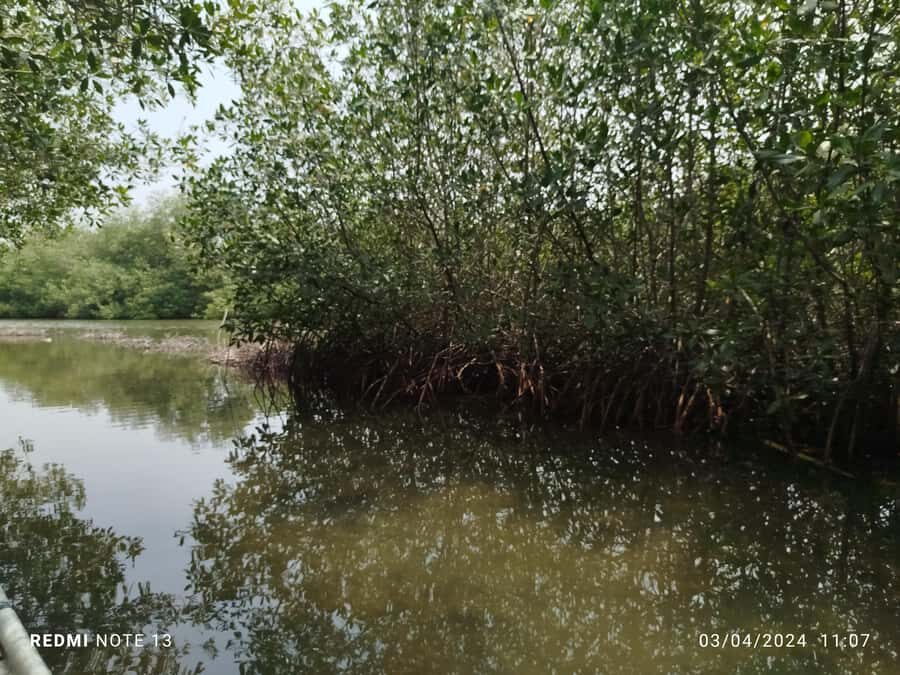 Cartagena: Private Sail in the mangrove GUIDE in ENGLISH - Wildlife watching: what you can realistically expect to see