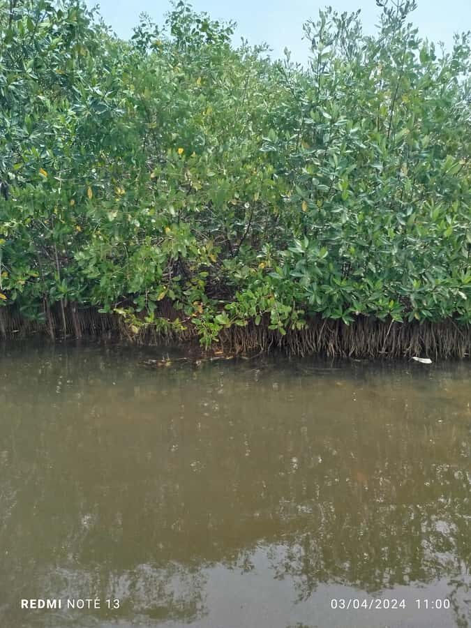 Cartagena: Private Sail in the mangrove GUIDE in ENGLISH - Price: does $25 buy real value here?