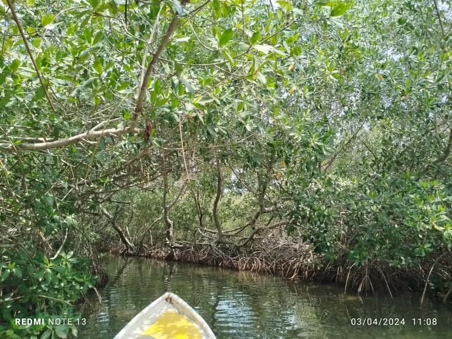 Cartagena: Private Sail in the mangrove GUIDE in ENGLISH - The route: what happens from the boat ride to the tunnels