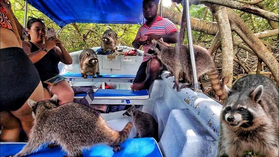 Cartagena: Raccoon Island Snorkel, Mangrove, Photos & Lunch - Key Things to Know Before You Go