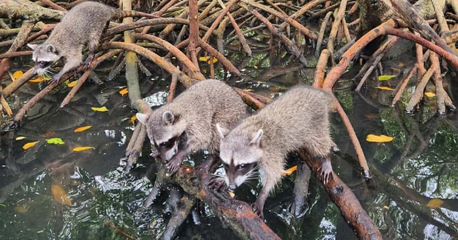Cartagena: Raccoon Island Snorkel, Mangrove, Photos & Lunch - Why This Barú Day Trip Works: Mangroves + Playa Blanca + Raccoons