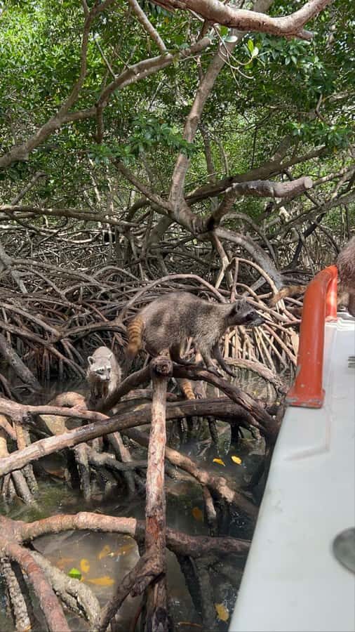 Cartagena: Raccoon Island Snorkel, Mangrove, Photos & Lunch - The Speedboat Legs: Faster Than You Think, and Worth It