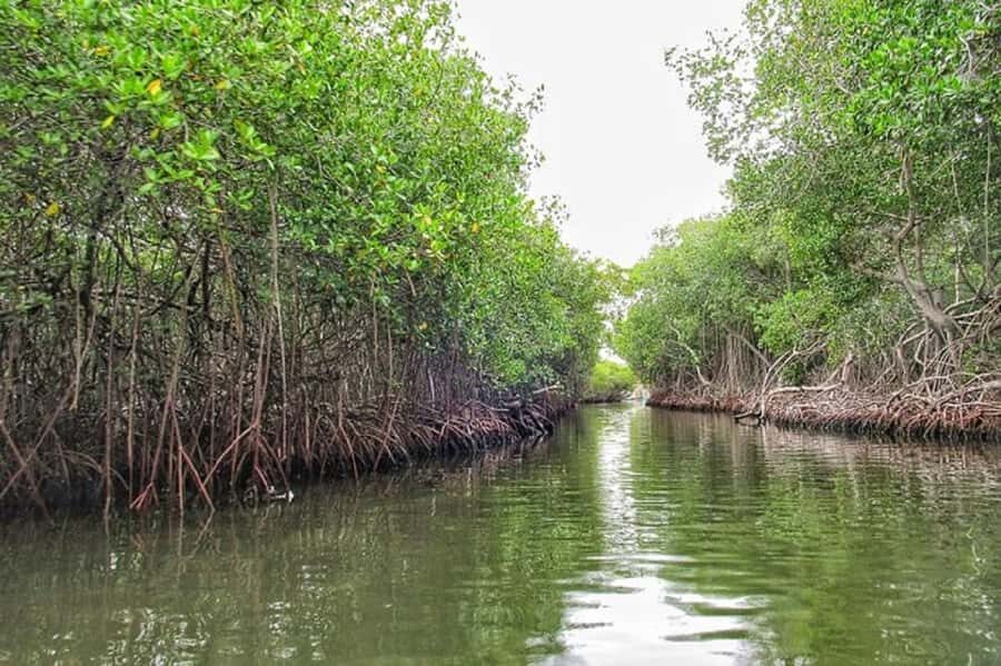 Cartagena: Raccoon Island Snorkel, Mangrove, Photos & Lunch - The Secret Stop With a Guided Touch