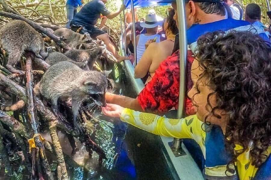 Cartagena: Raccoon Island Snorkel, Mangrove, Photos & Lunch - Mangrove Tour on Barú: Wildlife Roots and Photo Moments