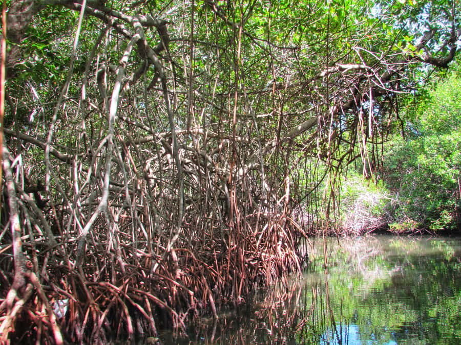 Cartagena: Rosario Island and Mangroves Private Day Trip - Mangroves by boat: wildlife spotting without the rushing